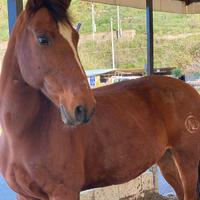 Cavallo p.r.e. Castrone del 2013 già domato