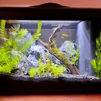 Acquario Nuovo, Completo,Montaggio e Avvio inclusi