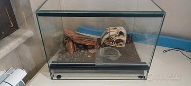 Geco Leopardino