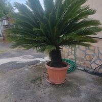 2 piante esterno CYCAS altezza 2 metri 