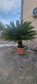 2 piante esterno CYCAS altezza 2 metri 