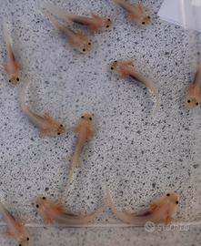 Axolotl BABY