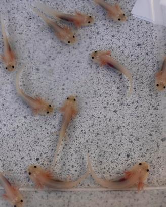 Axolotl BABY