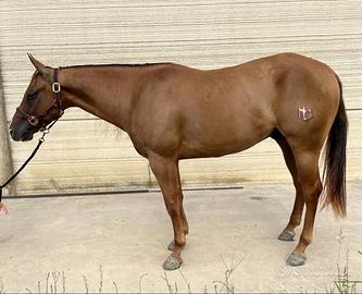Quarter Horse Reining