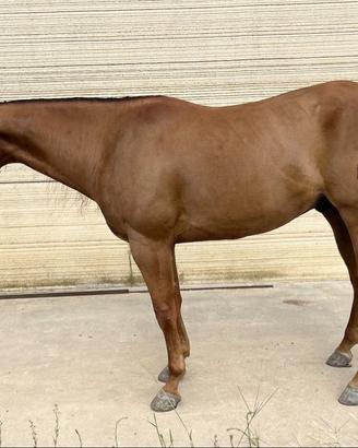 Quarter Horse Reining