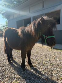 Pony shetland con documenti olandesi