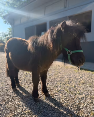 Pony shetland con documenti olandesi