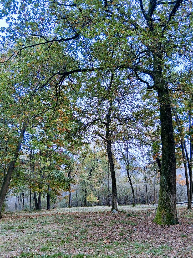 Terreno boschivo 6500 mq recintato - Vista 3