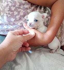 Chihuahua cucciolo con pedigree