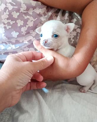 Chihuahua cucciolo con pedigree