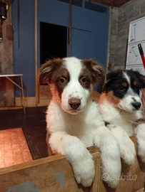 Cucciolo pastore australiano