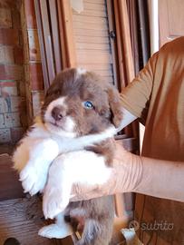 Cagnolini 