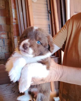 Cagnolini 