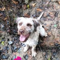 Cane tartufo spinone lagotto