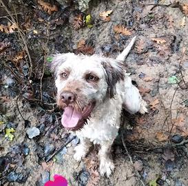 Cane tartufo spinone lagotto