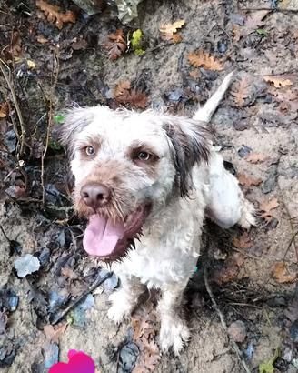 Cane tartufo spinone lagotto