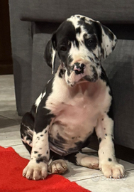 Cuccioli di Alano Nero,arlecchino,mantel