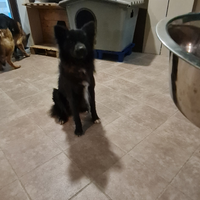 Cagnolino taglia piccola