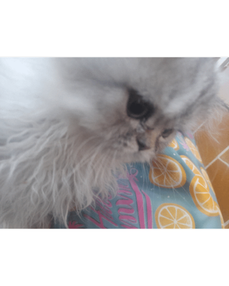 Speciale chinchilla