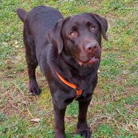 Labrador per accoppiamento