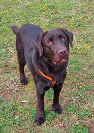 Labrador per accoppiamento