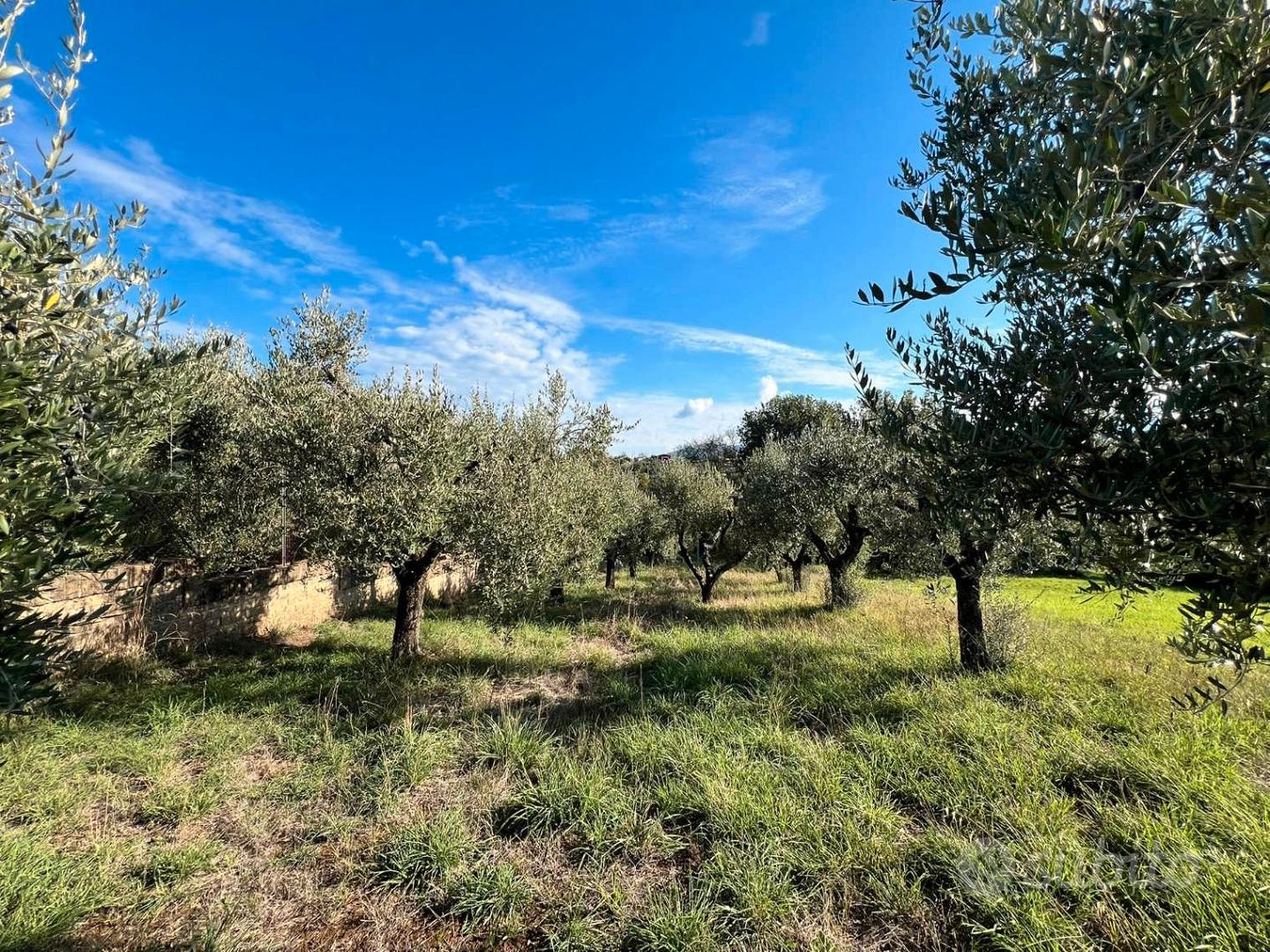 Gallicano nel lazio terreno agricolo - Vista 5