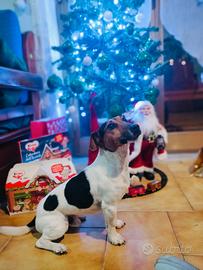 Adozione jack russell