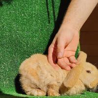 Coniglio Nano - Minilop