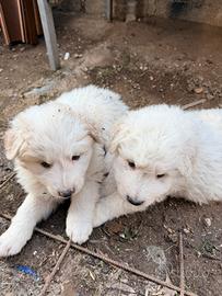 Cucciolo di maremmano