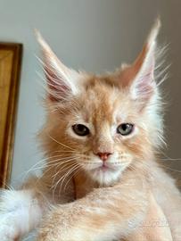 Maine Coon