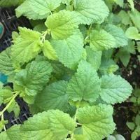 Spezie fresche salutari