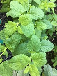 Spezie fresche salutari