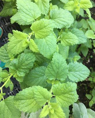 Spezie fresche salutari