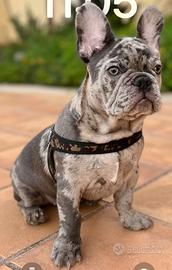 Buldog francese