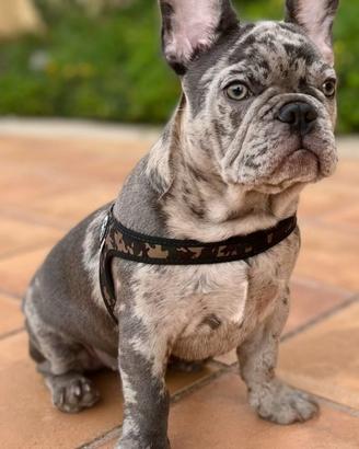 Buldog francese