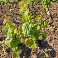 Terreno Località Su Dragone