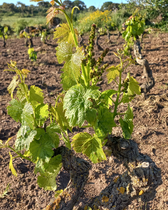 Terreno Località Su Dragone