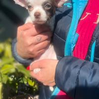 Chihuahua