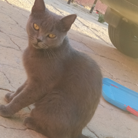 Gatto British Shorthair