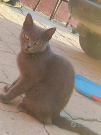 Gatto British Shorthair