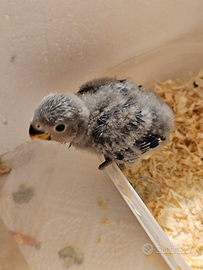 Inseparabile allevato a mano