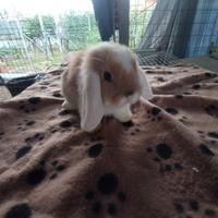 Coniglietto ariete nano miniloop