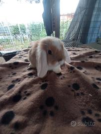 Coniglietto ariete nano miniloop