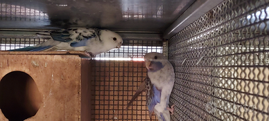 Coppia Roselle di Pennant pezzato blu x viola