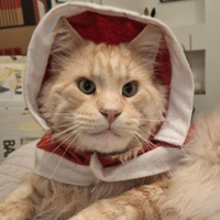 Maine coon maschio disponibile per la monta