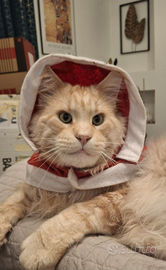 Maine coon maschio disponibile per la monta