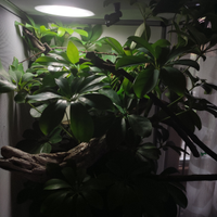 Camaleontario completo, teca in rete camaleonte