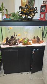 Acquario