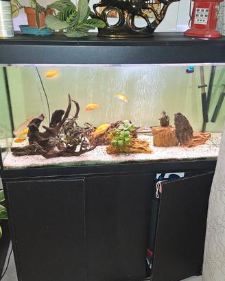 Acquario