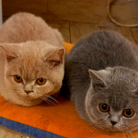 Cuccioli di British Shorthair blu, lilac, bianchi